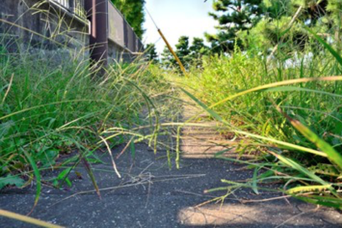 草刈りの目安時期