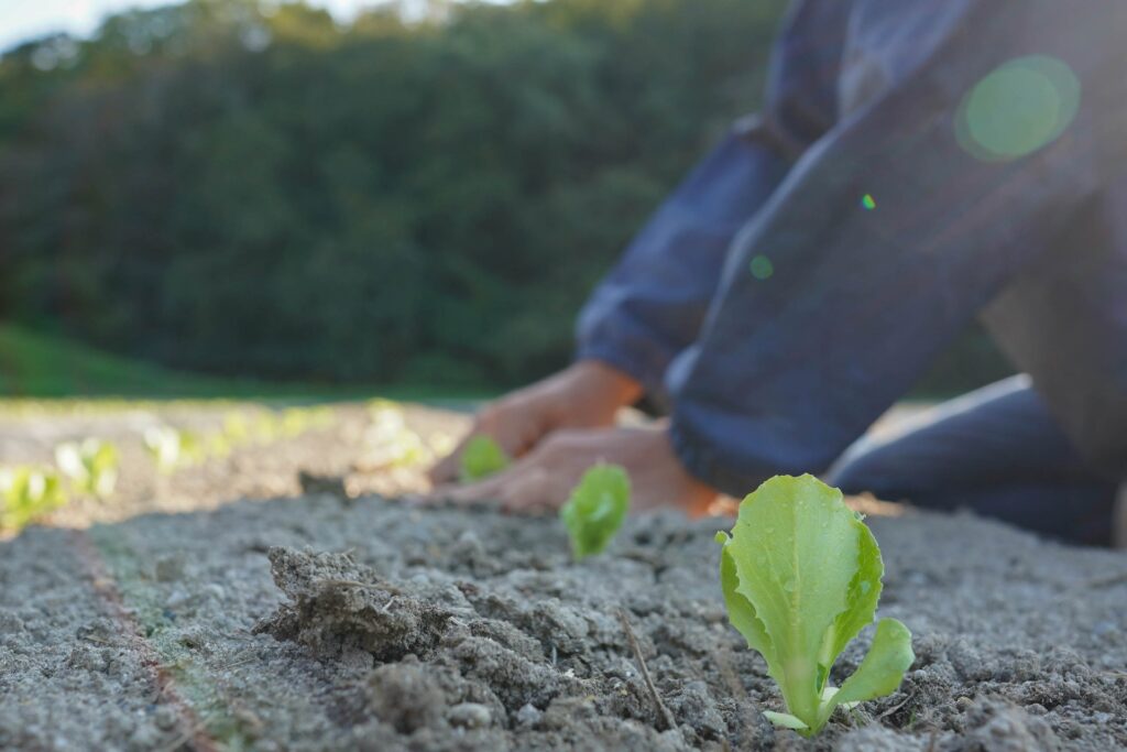 庭づくりの基本 土づくり・植え付け・植え替え・肥料のポイントをご紹介