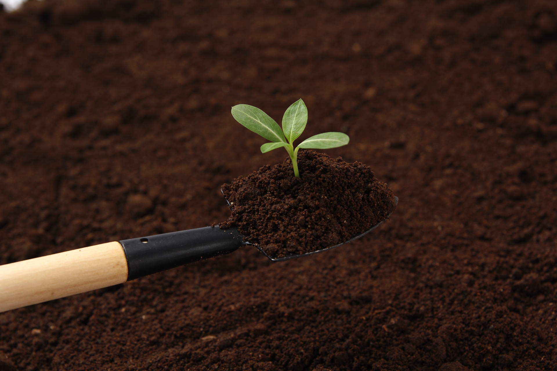 植物を育てる土づくりと土の種類・特徴を解説します！