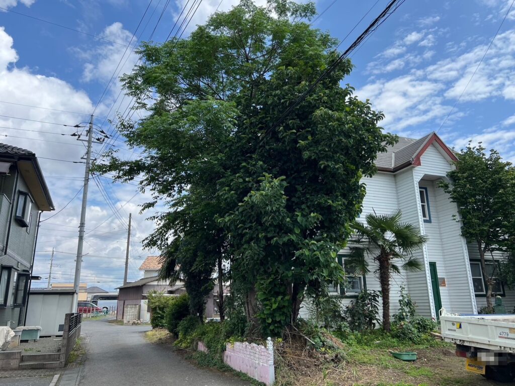 埼玉県本庄市　M様邸　樹木の伐採と撤去処分のご依頼をいただきました！