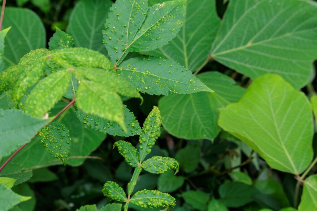 植物にかかる病気の予防と対策を解説！