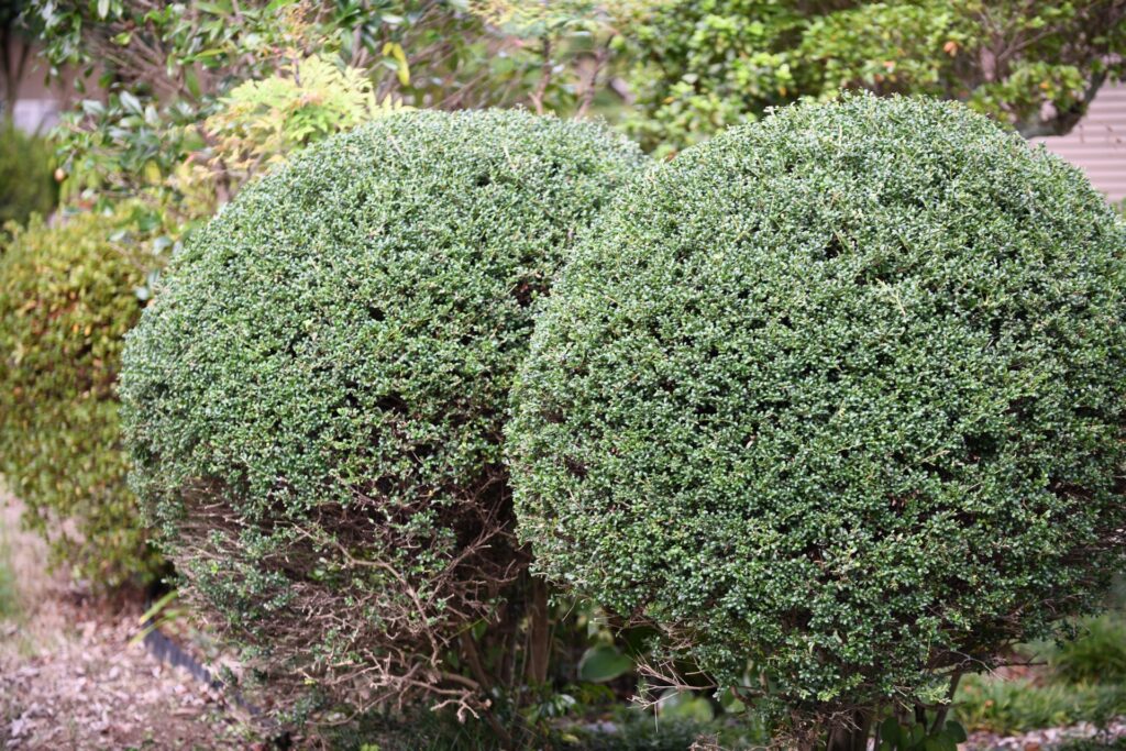 刈り込みとは？仕立てもののタイプと生垣の刈り込みについて解説