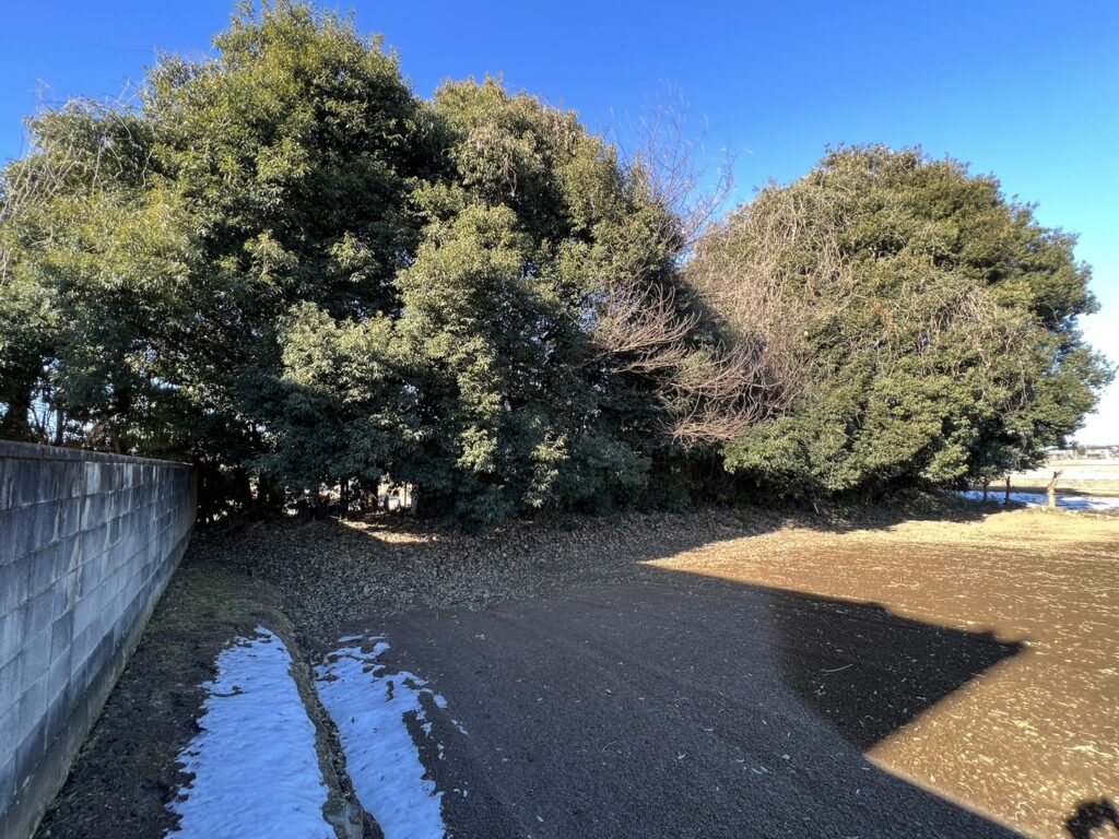 樹木の伐採作業のご依頼をいただきました！【埼玉県熊谷市 O様邸】