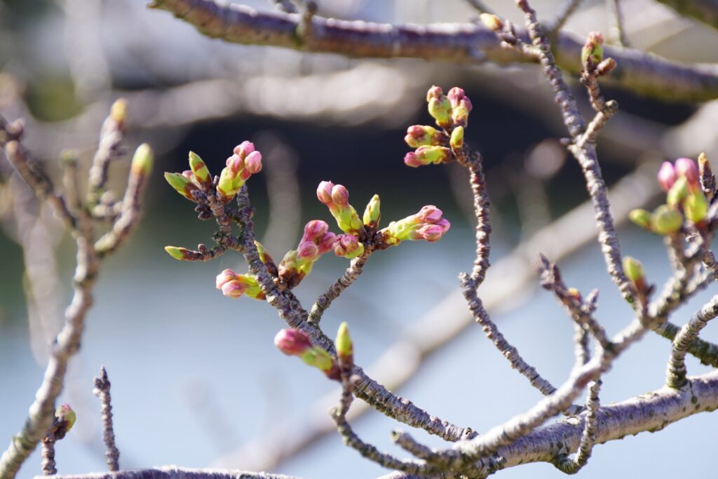 成木になるまでの過程と花芽の剪定方法