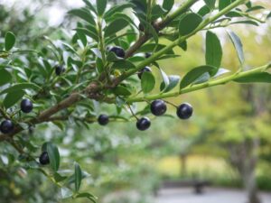 庭木の剪定に大事な「木の種類」と「成長サイクル」を押さえましょう！