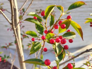 庭木の剪定に大事な「木の種類」と「成長サイクル」を押さえましょう！