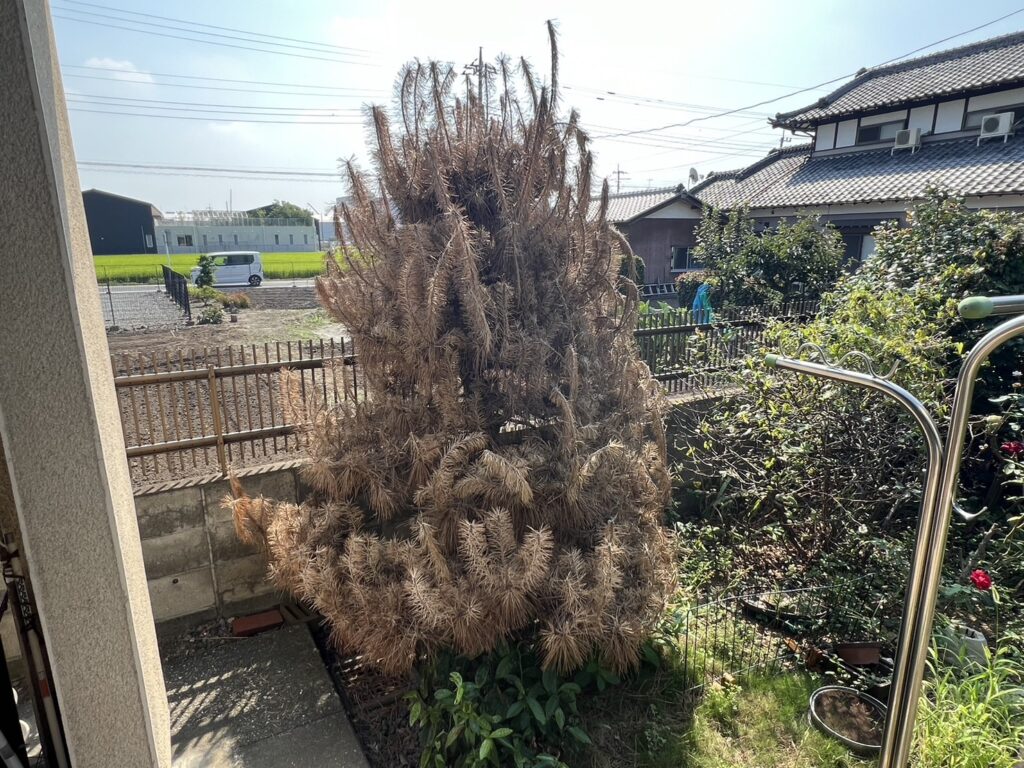 お庭にある樹木の伐根を実施させていただきました｜埼玉県熊谷市