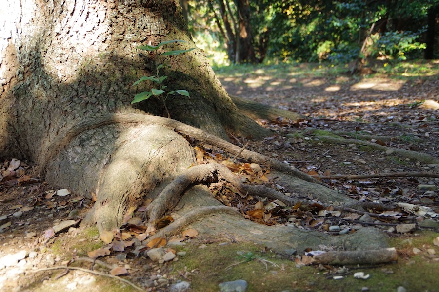 庭木の根に押されて塀や基礎が壊れる？原因や対策を解説します！