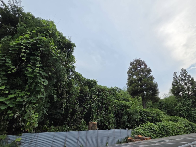 埼玉県熊谷市 O様｜生い茂った樹木を伐採しました