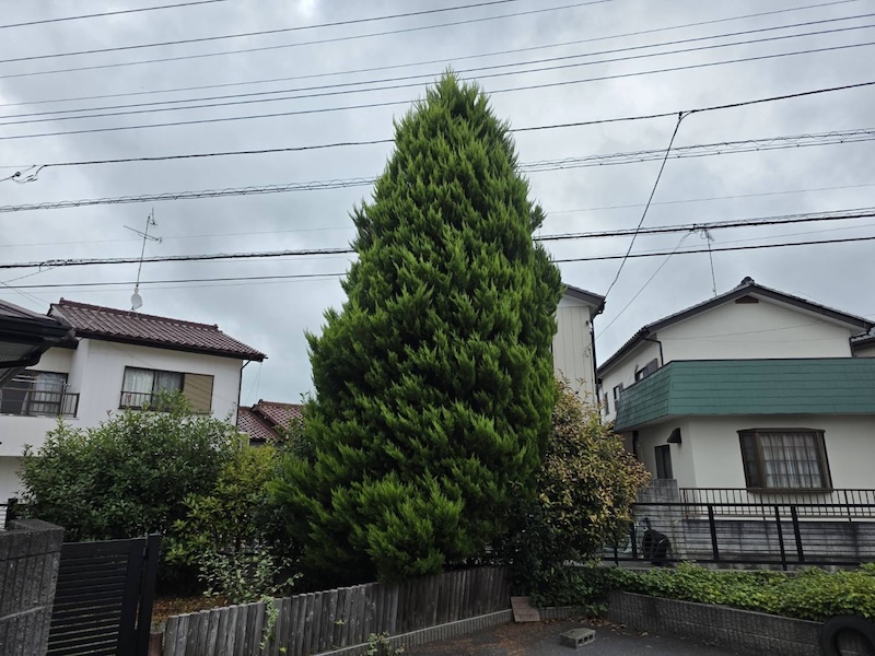 庭木が強風で折れた！焦らずに行うべき応急処置とプロに頼むべき判断基準