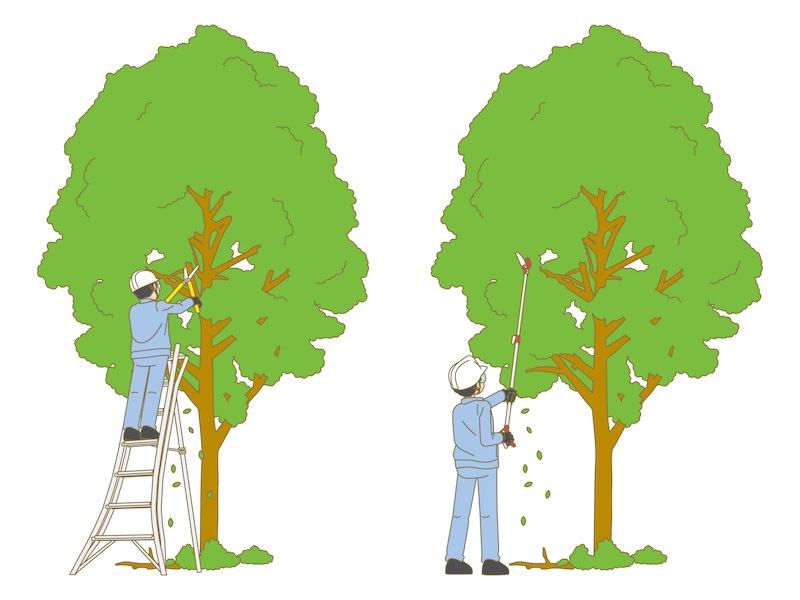 3月に剪定を行う3つのメリットと剪定のポイントをご紹介