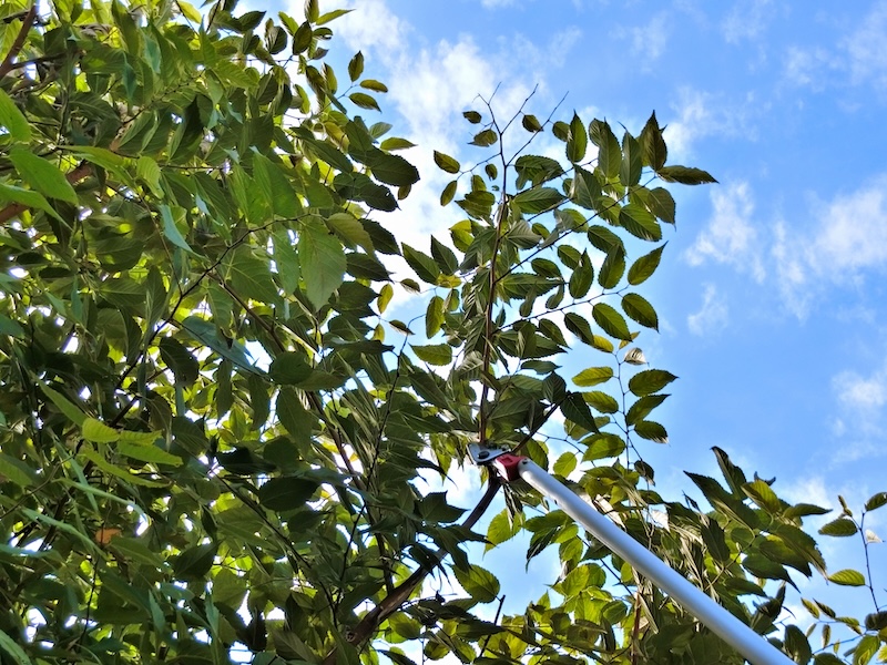 3月に剪定を行う3つのメリットと剪定のポイントをご紹介
