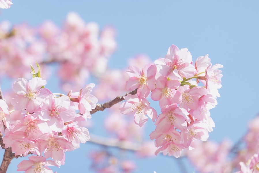 3月に剪定を行う3つのメリットと剪定のポイントをご紹介