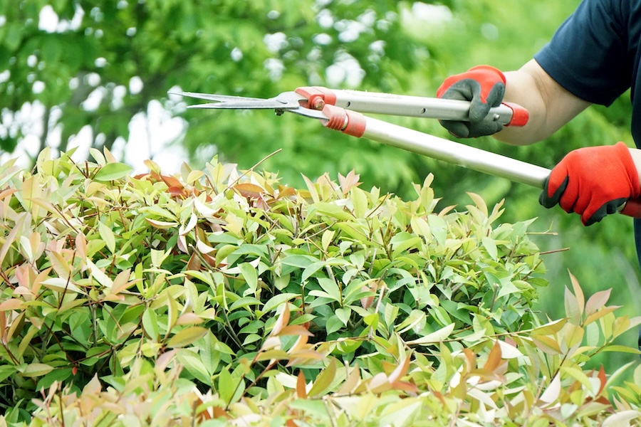 自分で剪定して後悔する前に！自力剪定で陥りがちな失敗例5選