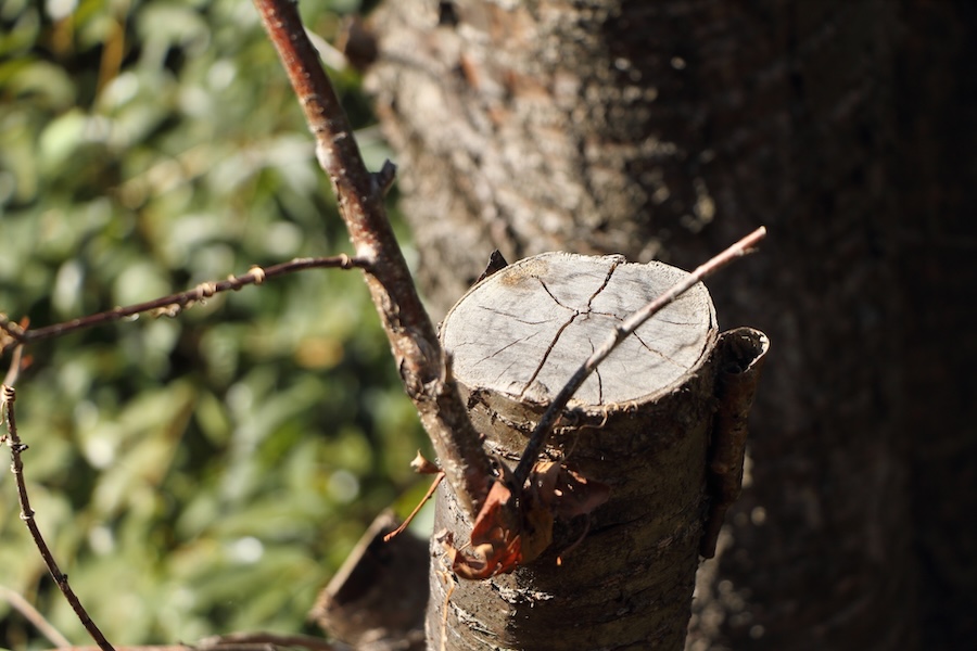 伸びすぎた庭木を放置するとどうなる?倒木・害虫・ご近所トラブルの危険性