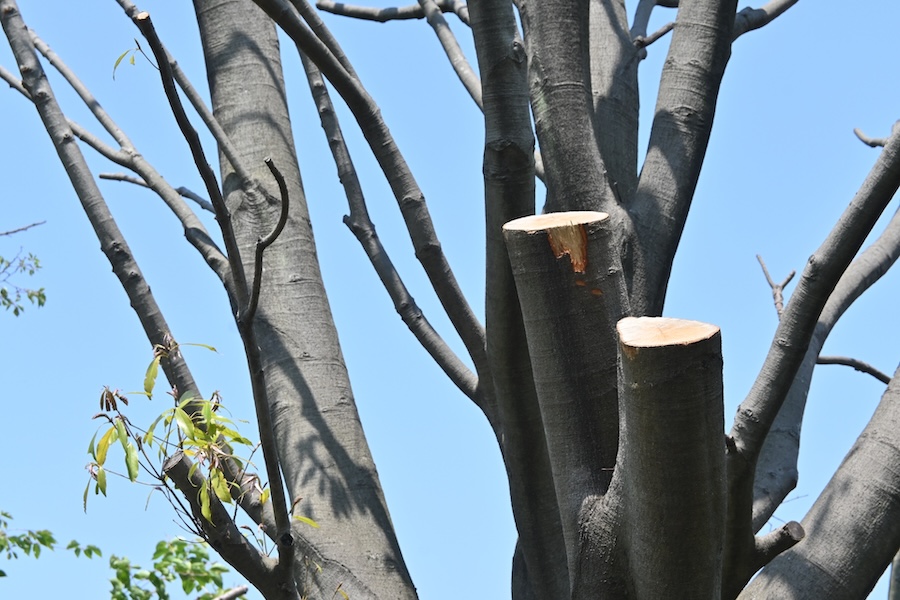 自分で剪定して後悔する前に！自力剪定で陥りがちな失敗例5選