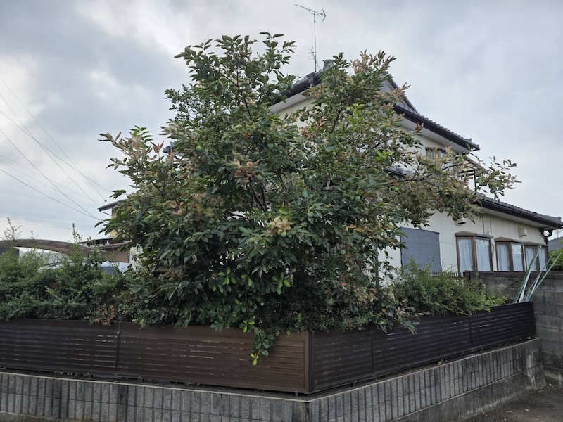 伸びすぎた庭木を放置するとどうなる？倒木・害虫・ご近所トラブルの危険性