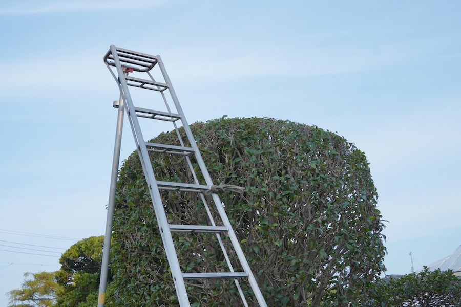 剪定は庭木のお手入れの基本！剪定の種類についてわかりやすく解説！