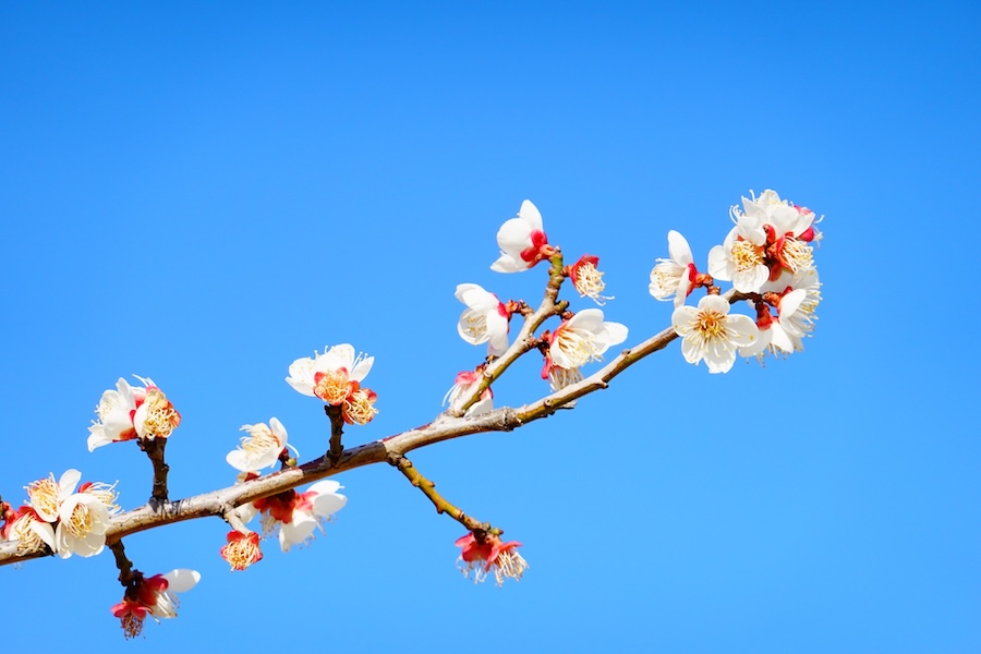 剪定で木を枯らさないために｜原因・切り口の処置・花つきをよくする方法を解説