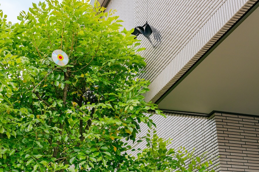 8月のシンボルツリー、夏のお手入れと剪定の注意点 お庭の顔となるシンボルツリー。青々と茂る夏の姿は美しいものですが、実はこの時期のお手入れには特有の注意点があります。今回は植栽管理のプロの視点から、8月に気をつけたい水やり・剪定・肥料・病害虫対策についてわかりやすくご紹介します。シマトネリコやオリーブ、ヤマボウシ、ソヨゴなど、人気のシンボルツリーをお持ちの方はぜひ参考にしてください。 8月は樹木にとって「体力を消耗する季節」 真夏の8月は、気温の高さと強い日差しによって樹木が想像以上に消耗している時期です。地表や鉢土の温度も上がりやすく、根が水分を吸収しにくくなることもあります。見た目には元気そうでも、内部では水分・養分バランスを崩しやすいため、「休ませながら手入れをする」という意識が大切です。特に植え付けから1〜2年程度の若い木は根がまだ十分に張っていないため、より慎重な管理が求められます。 水やりのポイント 地植えのシンボルツリーは、基本的に根付いていれば頻繁な水やりは不要ですが、猛暑が続く場合や植え付けから浅い木は注意が必要です。 ・水やりは朝の涼しい時間帯か、夕方以降に行う ・日中の水やりは土中の温度が急上昇し、根を傷める「根腐れ」の原因になるため避ける ・鉢植えの場合は乾燥が早いため、土の表面が乾いたらたっぷりと与える ・一度にたくさん与えるより、木の根元にゆっくりと浸透させるイメージで与えると効果的 朝に水をあげる際は、根鉢にたっぷりと浸み込ますようにあげてください。庭植えの木の場合は、樹木の様子を見ながら、こちらも1回にたっぷりと水をあげましょう。 肥料は控えめに 8月は樹木の生育がやや緩やかになる時期で、一部の樹木を除いては、この時期に窒素分の多い肥料を与えると、かえって根に負担をかけてしまうことがあります。真夏の施肥は基本的に避け、肥料を与えるのであれば、涼しくなり始める9月以降の「お礼肥」のタイミングに合わせるのがおすすめです。「お礼肥（おれいごえ）」とは、花や果実が実った後に与える肥料のことです。 剪定は「軽め」が基本、強剪定は避ける 8月の剪定で最も注意したいのが、枝を大きく切り詰める「強剪定」を避けることです。真夏に強い剪定を行うと、切り口から水分が失われやすく、樹木への負担が大きくなります。また、傷口が回復しにくく、病気が入り込むリスクも高まります。 この時期に適しているのは以下のような軽い手入れです。 ・込み合った枝や枯れ枝を間引く「透かし剪定」 ・樹形を乱す徒長枝（勢いよく伸びすぎた枝）のカット ・風通し・日当たりを改善するための軽微な整枝 ・シマトネリコなど生育の早い樹種は、伸びすぎた部分だけを軽く整える程度に 大がかりな樹形づくりの剪定は、樹木の活動が落ち着く11月〜2月頃の休眠期に行うのが理想的です。夏場はあくまで「整える」程度にとどめ、剪定後は切り口を清潔に保つことも忘れないようにしましょう。剪定や肥料については樹種によってもサイクルが変わります。詳しくは、樹種に合わせたサイクルで剪定や肥料を実施ください。どうお手入れしていいかわからないとお悩みの方は、埼玉植木屋本舗では無料で出張見積もりを行なっておりますのでお気軽にご相談ください。 病害虫のチェックも忘れずに 気温が高くなる季節は植物の成長が活発になるのと同時に、害虫の活動も盛んになります。高温多湿な8月は、害虫や病気が発生しやすい時期でもありますので注意が必要です。 毛虫・イラガ類：葉の裏に潜んでいることが多く、刺されるとかぶれの原因になるため注意 うどんこ病・すす病：風通しの悪い部分に発生しやすいため、透かし剪定で予防 カミキリムシの幼虫：幹の根元に木くずのようなフンが落ちていないか定期的に確認 ハダニ：乾燥が続くと発生しやすく、葉が白くかすれたように見えるのが特徴 異常を見つけた場合は、早めの対処が被害拡大を防ぐポイントです。薬剤散布が必要な場合は使用時間帯や希釈濃度に注意し、判断が難しい場合は無理に対応せず専門業者へのご相談をおすすめします。 埼玉植木屋本舗では植栽への消毒など病害虫防除も承っております。お手入れにお困りでしたらお気軽にご相談ください！ 台風・突風への備え 8月から9月にかけては台風シーズンでもあります。枝葉が茂りすぎていると風の抵抗を受けやすく、倒木や枝折れのリスクが高まります。込み合った枝を適度に間引いておくことは、台風対策としても有効です。あわせて支柱がぐらついていないか、結束バンドが緩んでいないかも確認しておきましょう。 まとめ ・お手入れの際の注意点まとめ ・水やりは朝夕の涼しい時間帯に、根元にゆっくりと ・真夏の施肥は控え、涼しくなってから ・強剪定は避け、透かし剪定など軽めの手入れにとどめる ・病害虫の早期発見・早期対処を心がける ・台風シーズンに向けて枝の込み具合と支柱をチェック ここまで8月のシンボルツリーのお手入れと注意点についてお話しさせていただきました。水やりや肥料、剪定など、8月の気候に合わせたお手入れがあります。樹種によっても対応が変わるため、ご自身での判断が難しい場合は、無理をせず植栽管理などのプロの専門業者にお任せください。埼玉植木や本舗では、お客様の将来のことも見据えて最良な方法をご提案させていただきます。出張見積もりは無料で実施しておりますので、お庭のことで何かお困りのことがありましたらお気軽にご相談ください！
