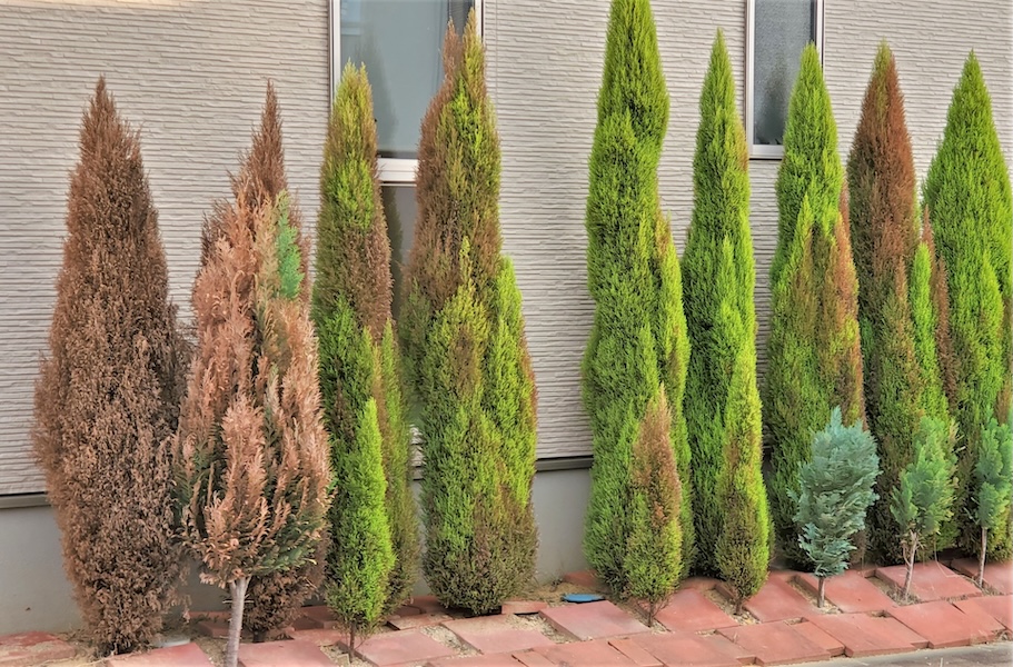 コニファーの育て方｜植木屋が教える品種選び・植え付け・剪定・トラブル対処