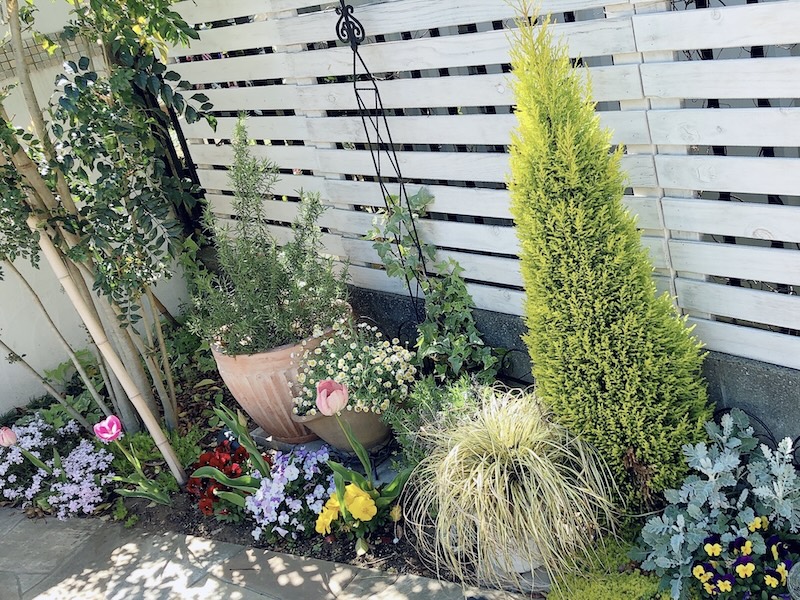 コニファーの育て方｜植木屋が教える品種選び・植え付け・剪定・トラブル対処