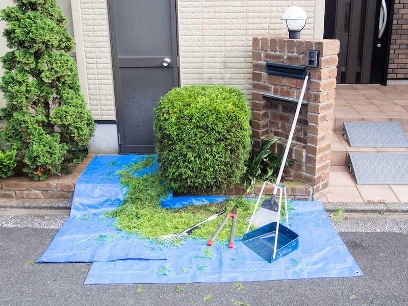 コニファーの育て方｜植木屋が教える品種選び・植え付け・剪定・トラブル対処