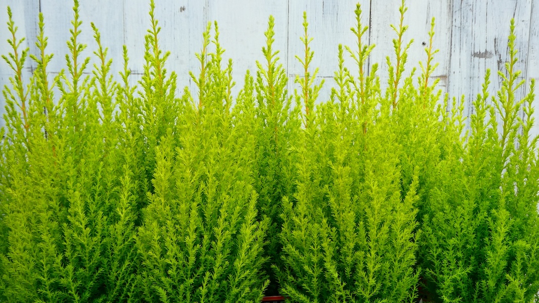 コニファーの育て方｜植木屋が教える品種選び・植え付け・剪定・トラブル対処