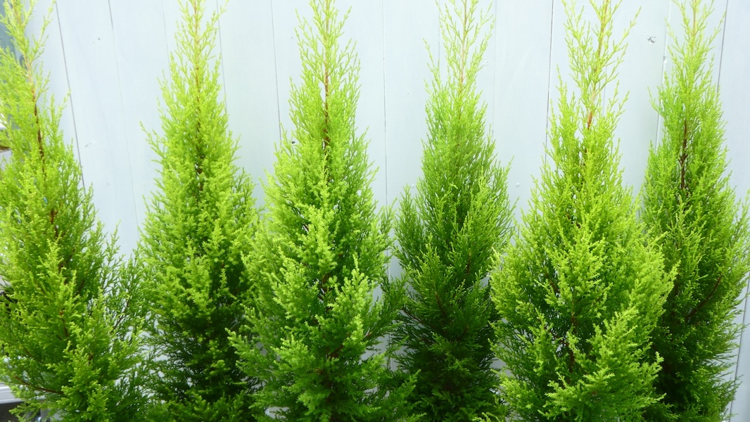 コニファーの育て方｜植木屋が教える品種選び・植え付け・剪定・トラブル対処