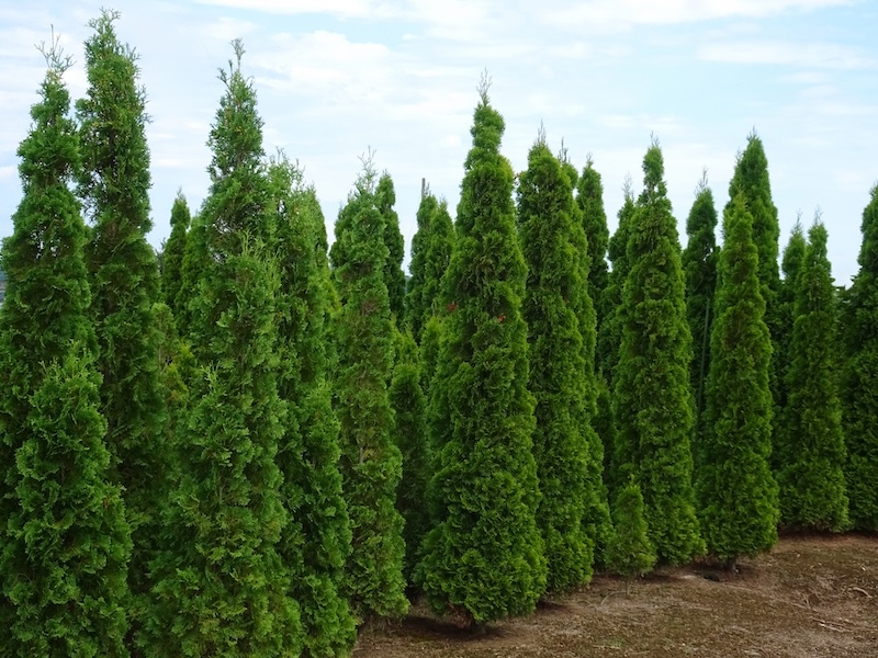 コニファーの育て方｜植木屋が教える品種選び・植え付け・剪定・トラブル対処